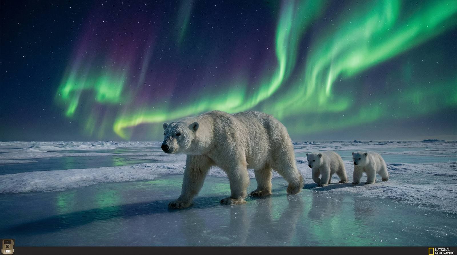 大象传媒北极熊保护话题